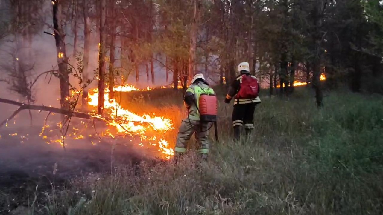 Волгоградцев предупредили о лесных пожарах
